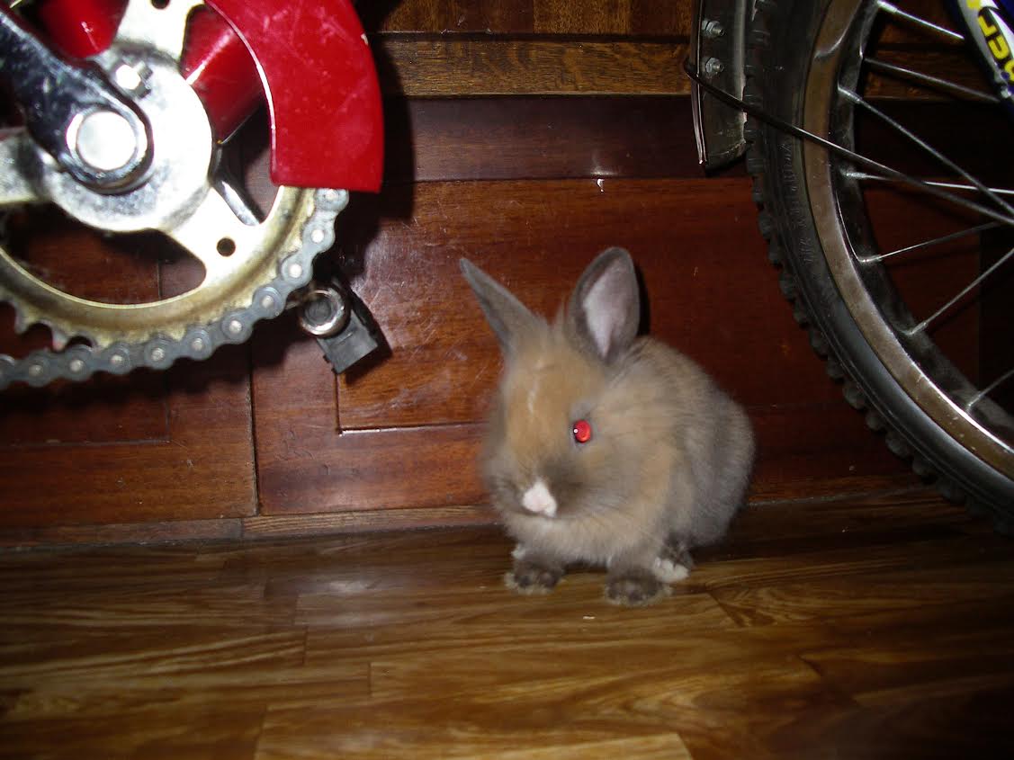 Почему кролики умирают один за другим без видимых причин, большие и маленькие, что надо делать - omvesti.com