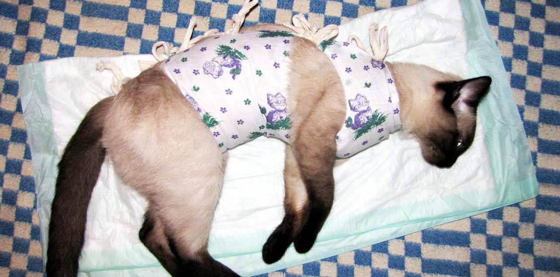 Уход за кошкой после стерилизации | муркотики