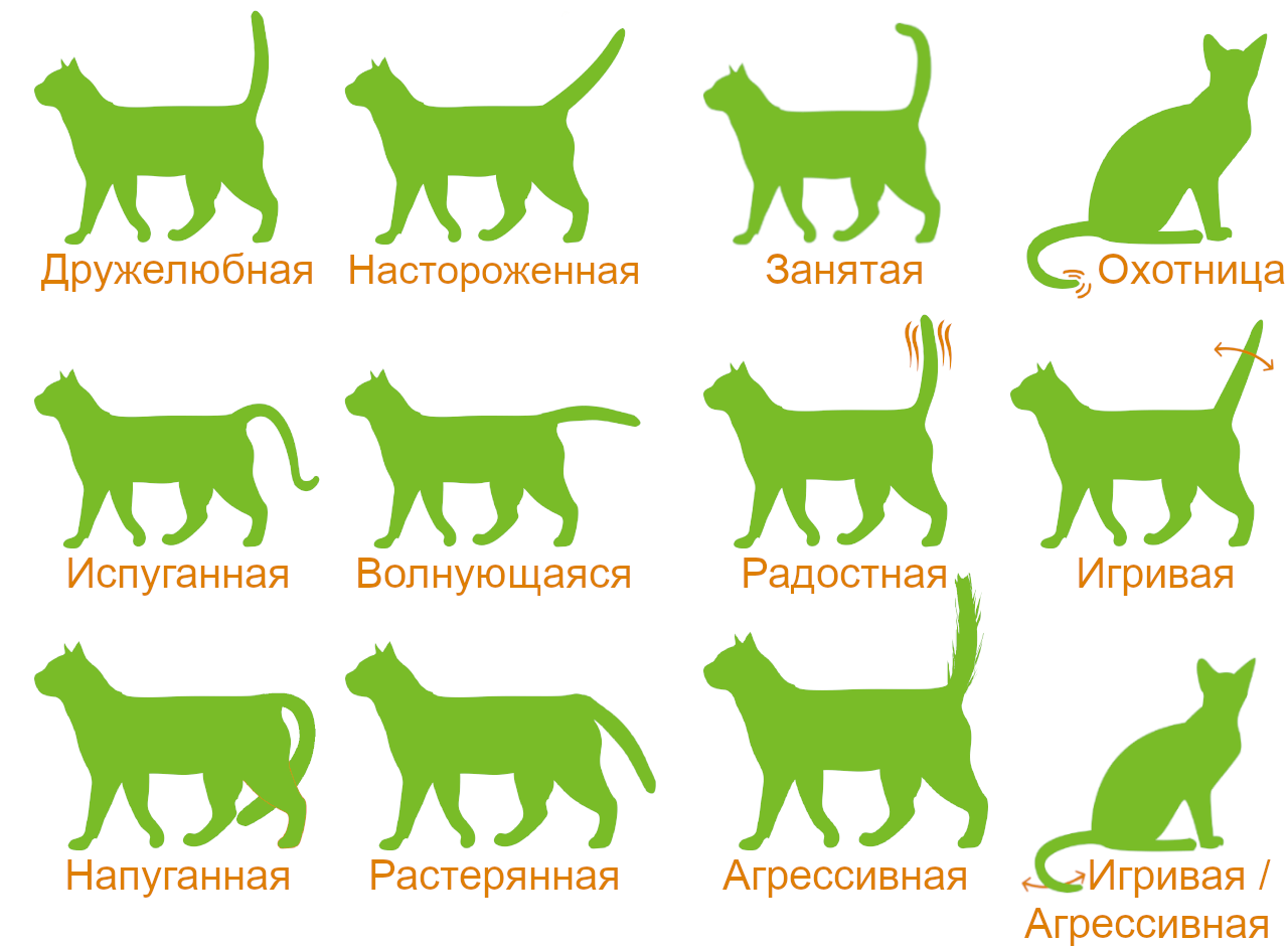 Как определить породу кошки что можно узнать по окрасу и размеру питомца?