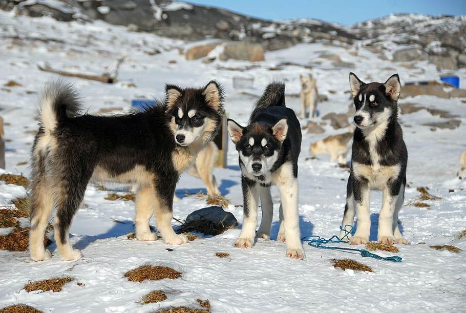 ᐉ гренландская ездовая собака: описание и стандарт породы, характер ездовой собаки - kcc-zoo.ru