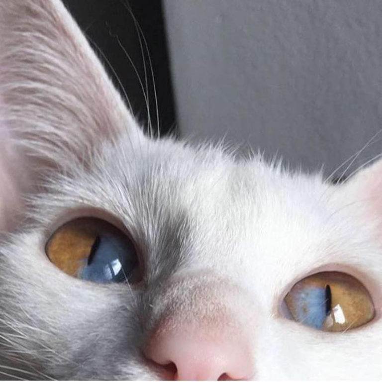 Гетерохромия у кошек: причины, виды, влияние на зрение и продолжительность жизни