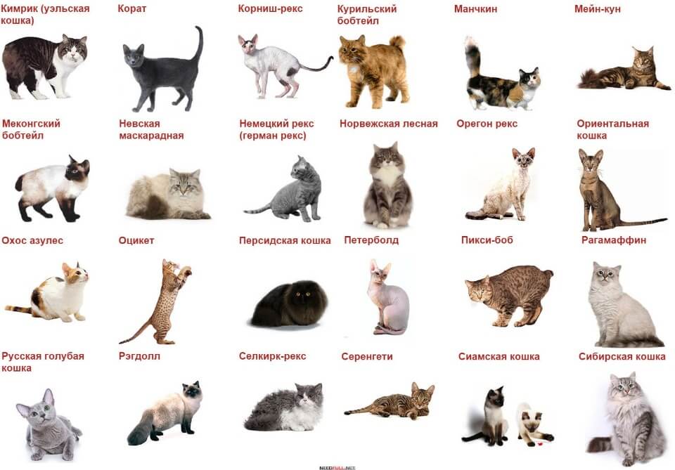 Породы домашних кошек