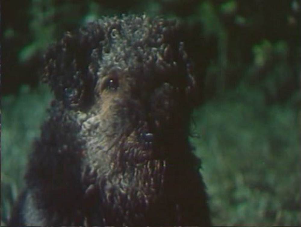 Порода собак из фильма электроник: фото и описание