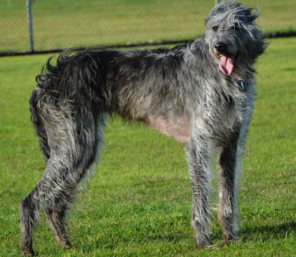 Шотландские породы собак: фото и краткое описание