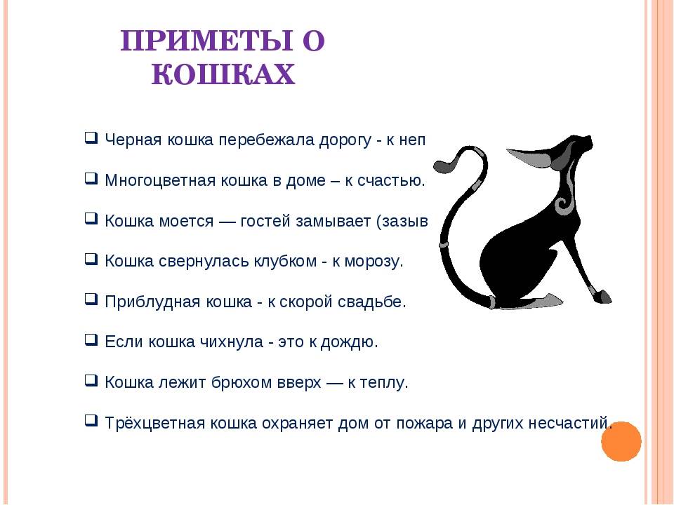 Правила содержания кошек в россии