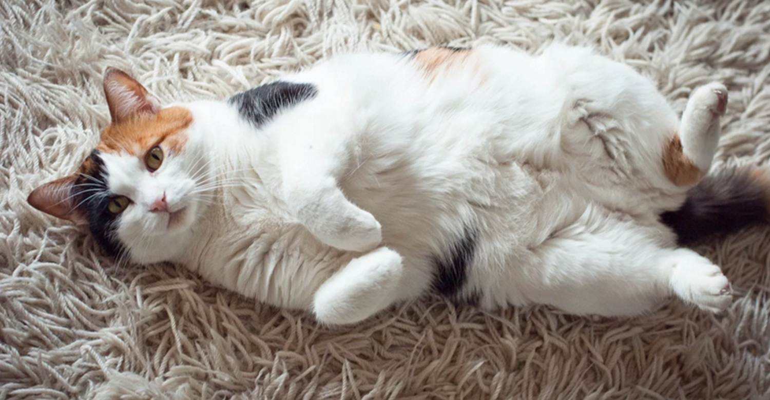 Почему кот лежит на спине: мнение ученых и бытовые наблюдения
