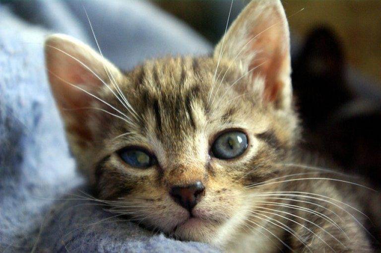 Болезни глаз у кошек: конъюнктивит, катаракта, кератит, глаукома у котов - kotiko.ru