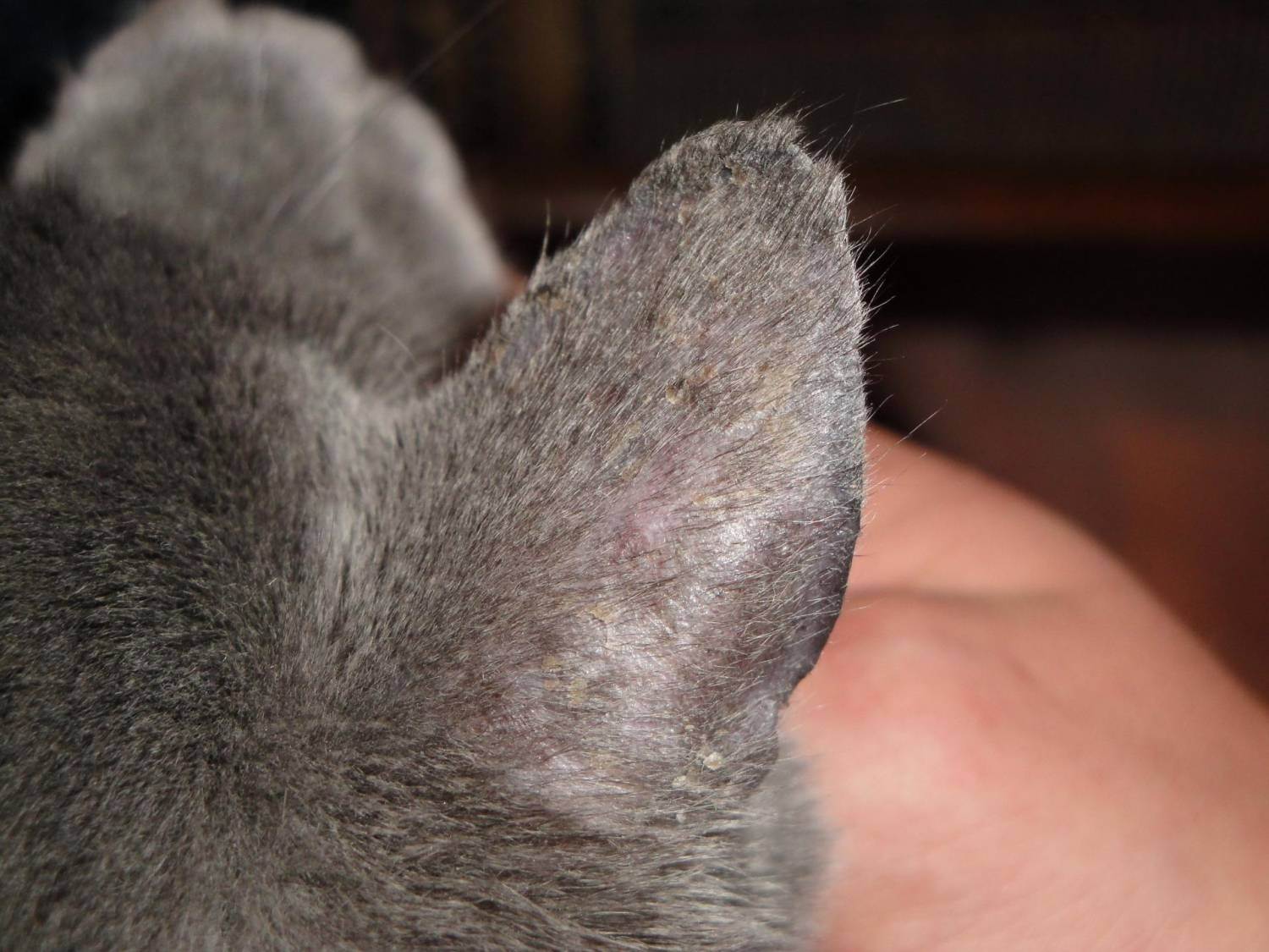Как лечить лишай у кошки: советую проверенные методы и делюсь своим опытом