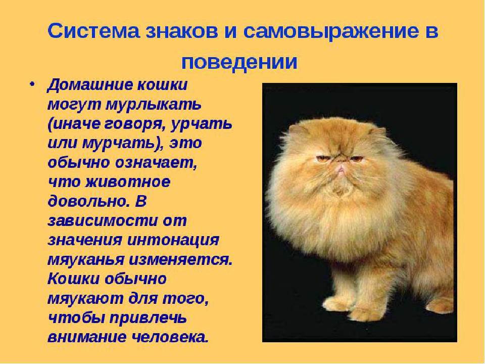 14)10 примет и поверий о рыжих котах- что они несут в дом…