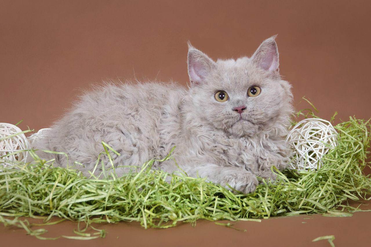 Порода селкирк-рекс – смесь перса, экзота и британца, кошка с миролюбивым характером, описание
