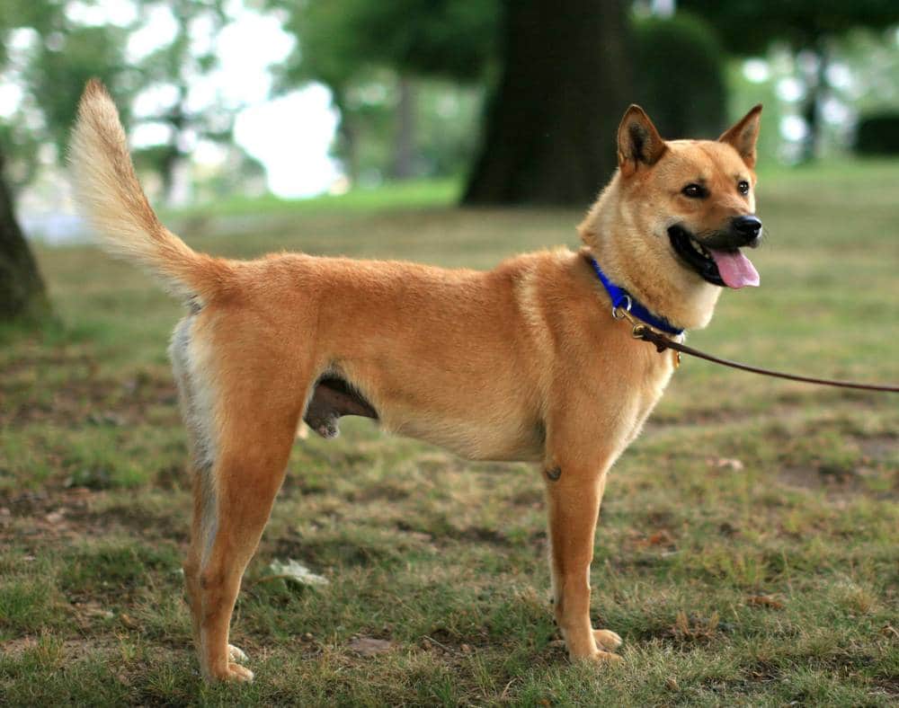 Тобет (казахский волкодав): описание породы собак с фото и видео