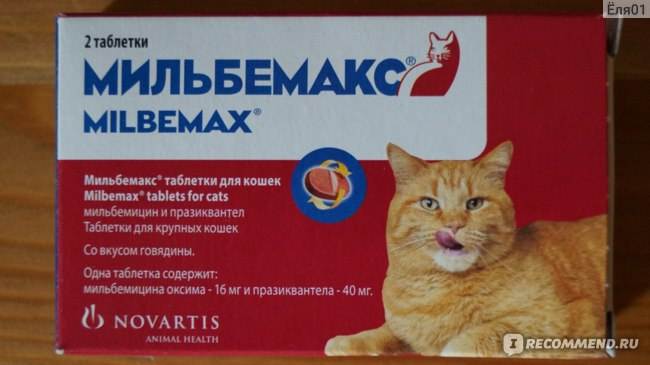 Как правильно глистогонить кошек и котят. препараты от глистов