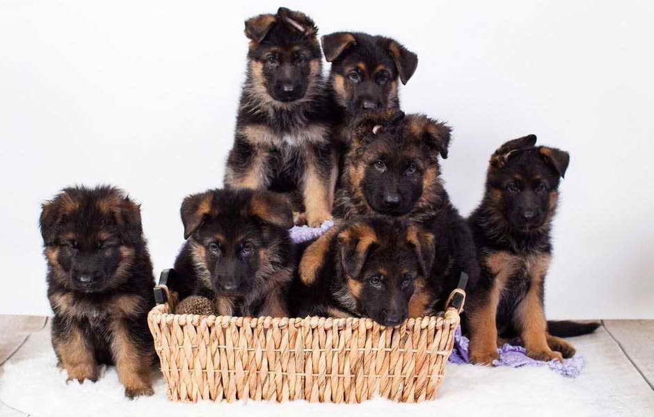 Как выбрать щенка немецкой овчарки. статьи о собаках и важная информация на сайте кутята.рф