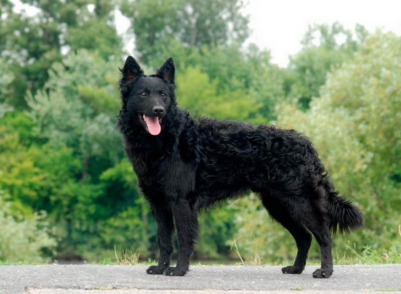Венгерская муди — пастушья собака с храбрым сердцем