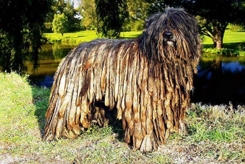 Бергамская овчарка: история возникновения породы и характер собаки