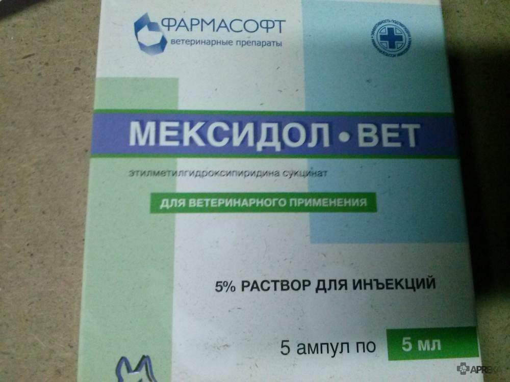 Мексидол вет побочные действия. ветеринарный препарат «мексидол»: как применять для собак и кошек. показания для применения мексидола у кошек