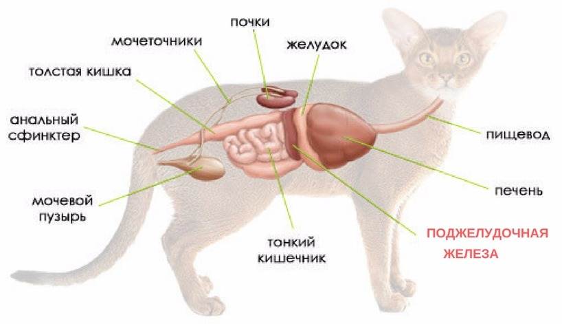 Гепатит у кошек: симптомы, лечение, можно ли заразиться