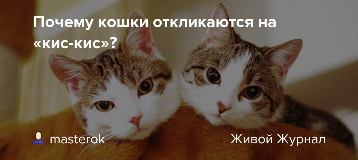 Почему кошки отзываются на «кис-кис»