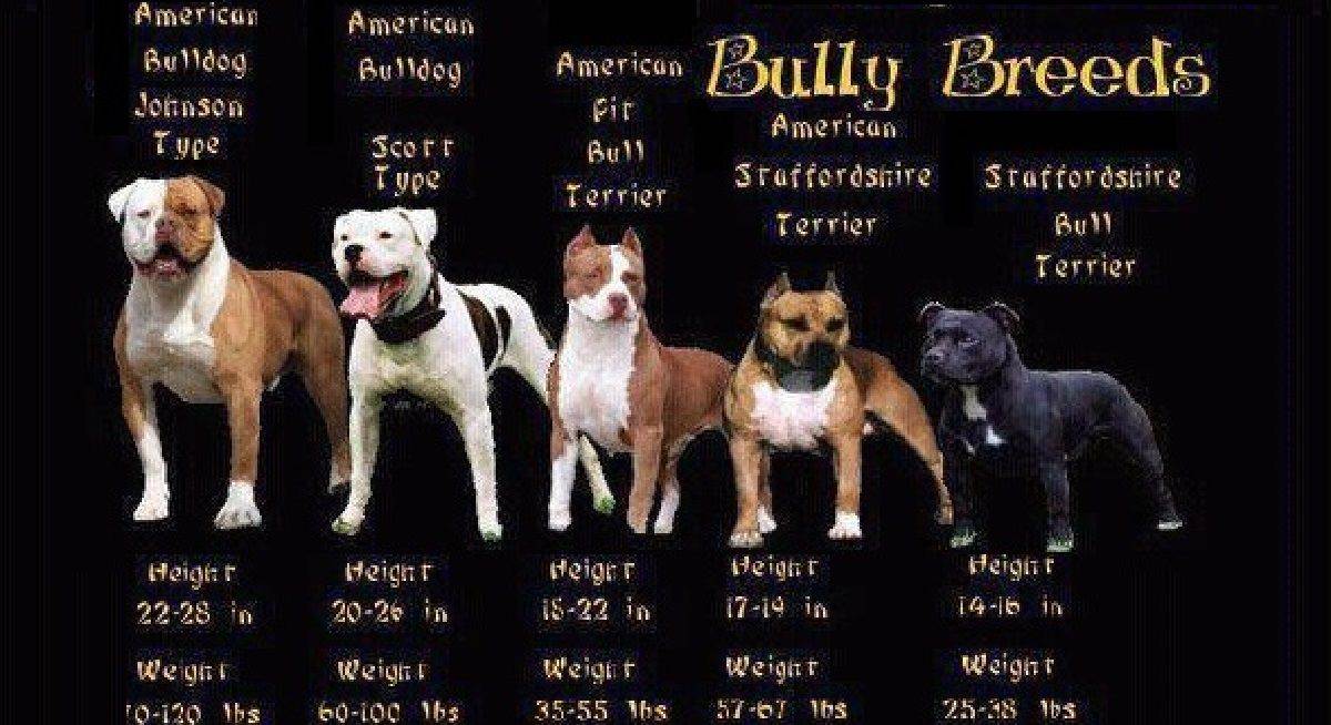 Американский булли — описание молодой породы собак