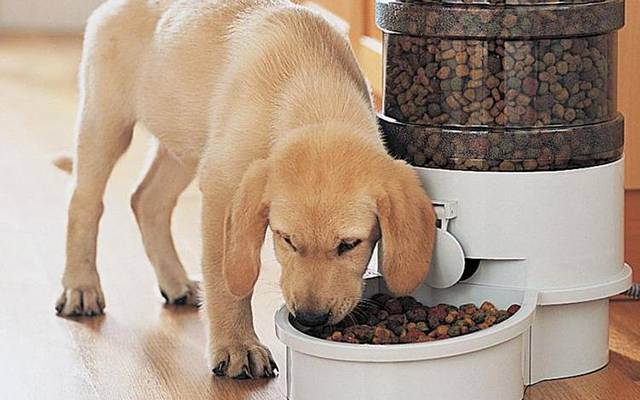 Чем кормить собаку если она отказывается от сухого корма
