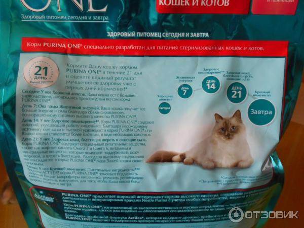 Корм для кастрированных кошек и стерилизованных: как и чем кормить