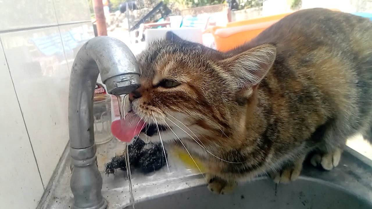 Кошка не пьет воду после стерилизации: причины и что делать | ваши питомцы