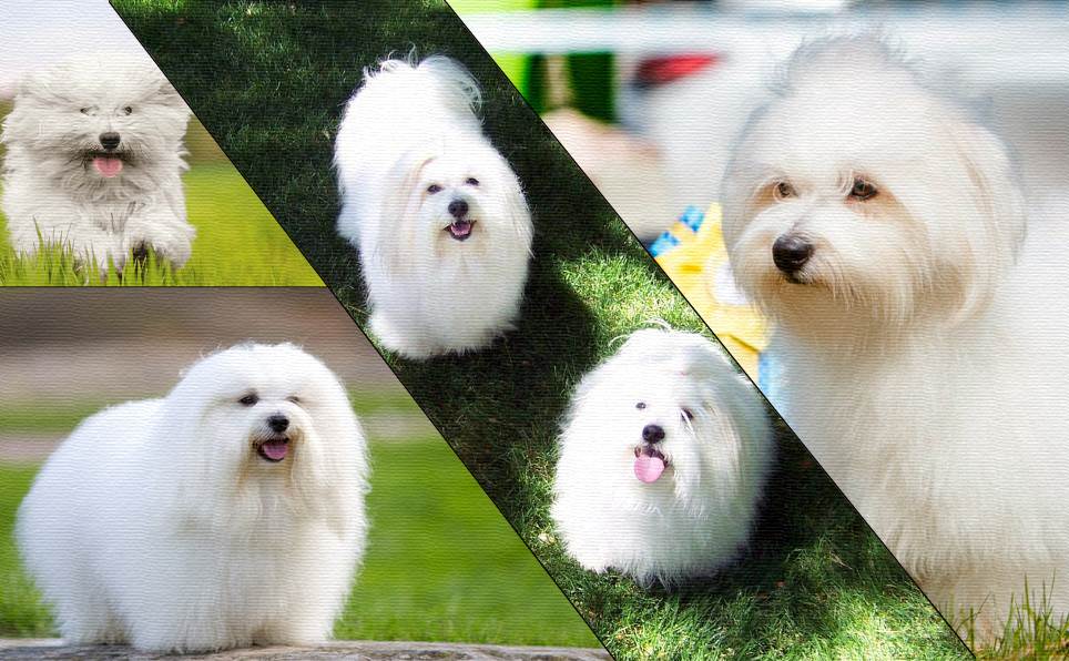 Котон-де-тулеар: характеристики породы собаки, фото, характер, правила ухода и содержания