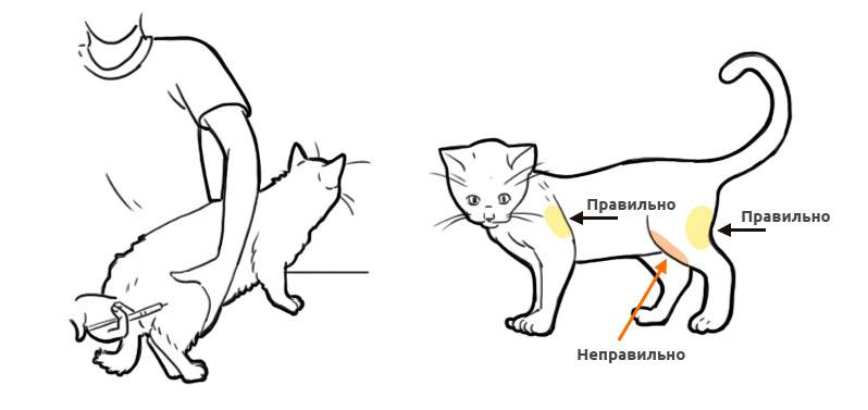 Как сделать укол кошке в холку: инструкция к процедуре в домашних условиях