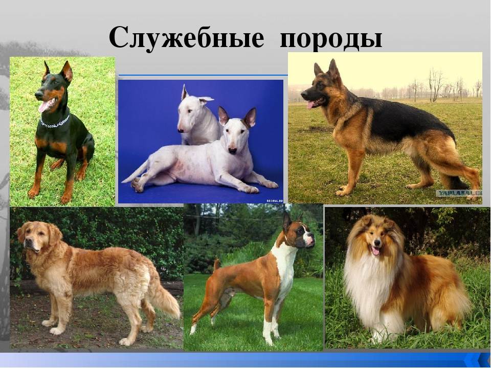 18 популяпных пород служебных собак с описанием | pet7