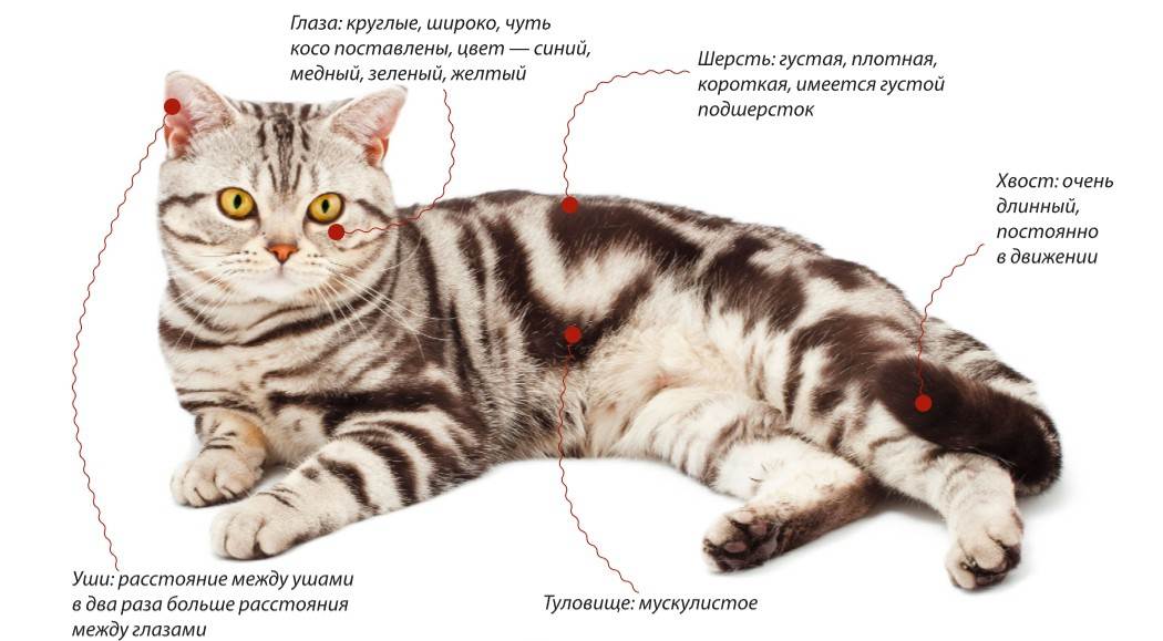 Предвестники скорых родов у кошек: признаки, которые нельзя пропустить | ваши питомцы