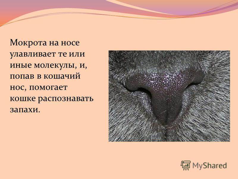 Какой должен быть нос у кошки: мокрый, холодный, сухой, горячий - luculentia.ru