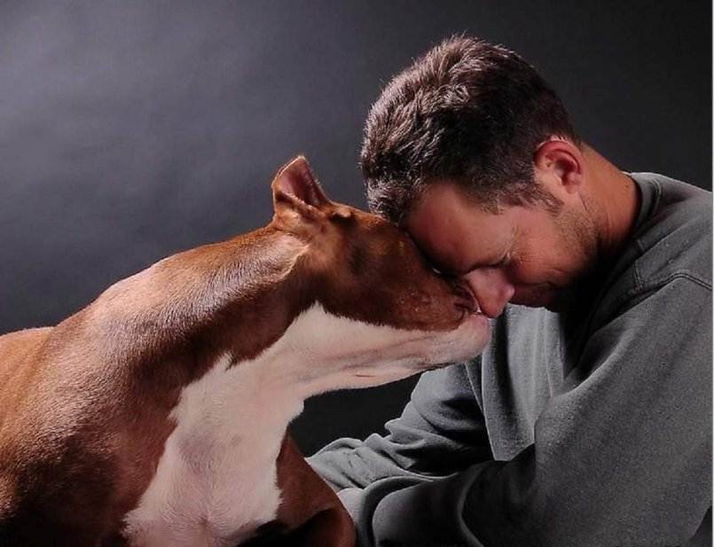 Собака — лучший друг человека, или просто притворяется? - hi-news.ru