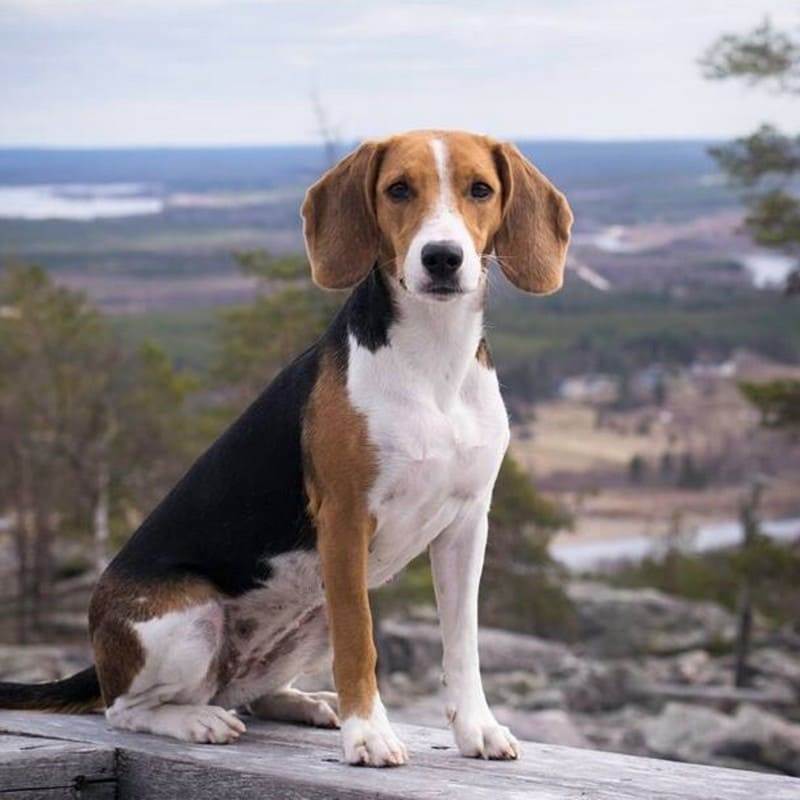 Эстонская гончая — порода собак