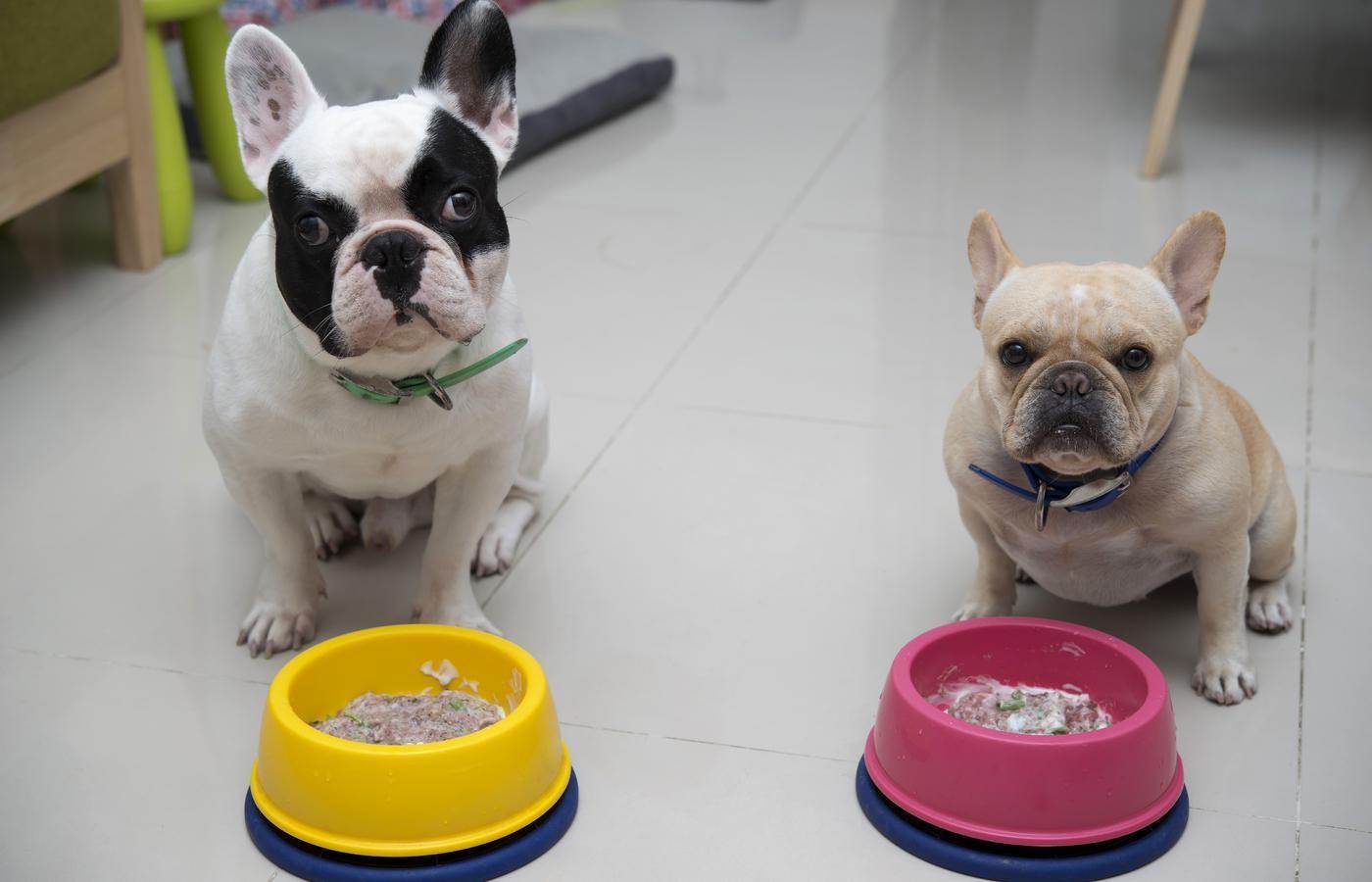Чем кормить французского бульдога в домашних условиях: можно ли готовить еду самостоятельно и какой корм лучше выбрать для собаки