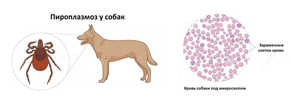 Собаку укусил клещ — пироплазмоз (бабезиоз): первые признаки, последствия. пироплазмоз у собак: симптомы, лечение, профилактика