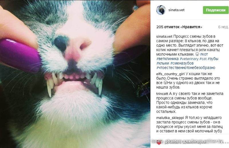 Смена зубов у котят: когда у котят меняются зубы, уход за малышом, возможные осложнения