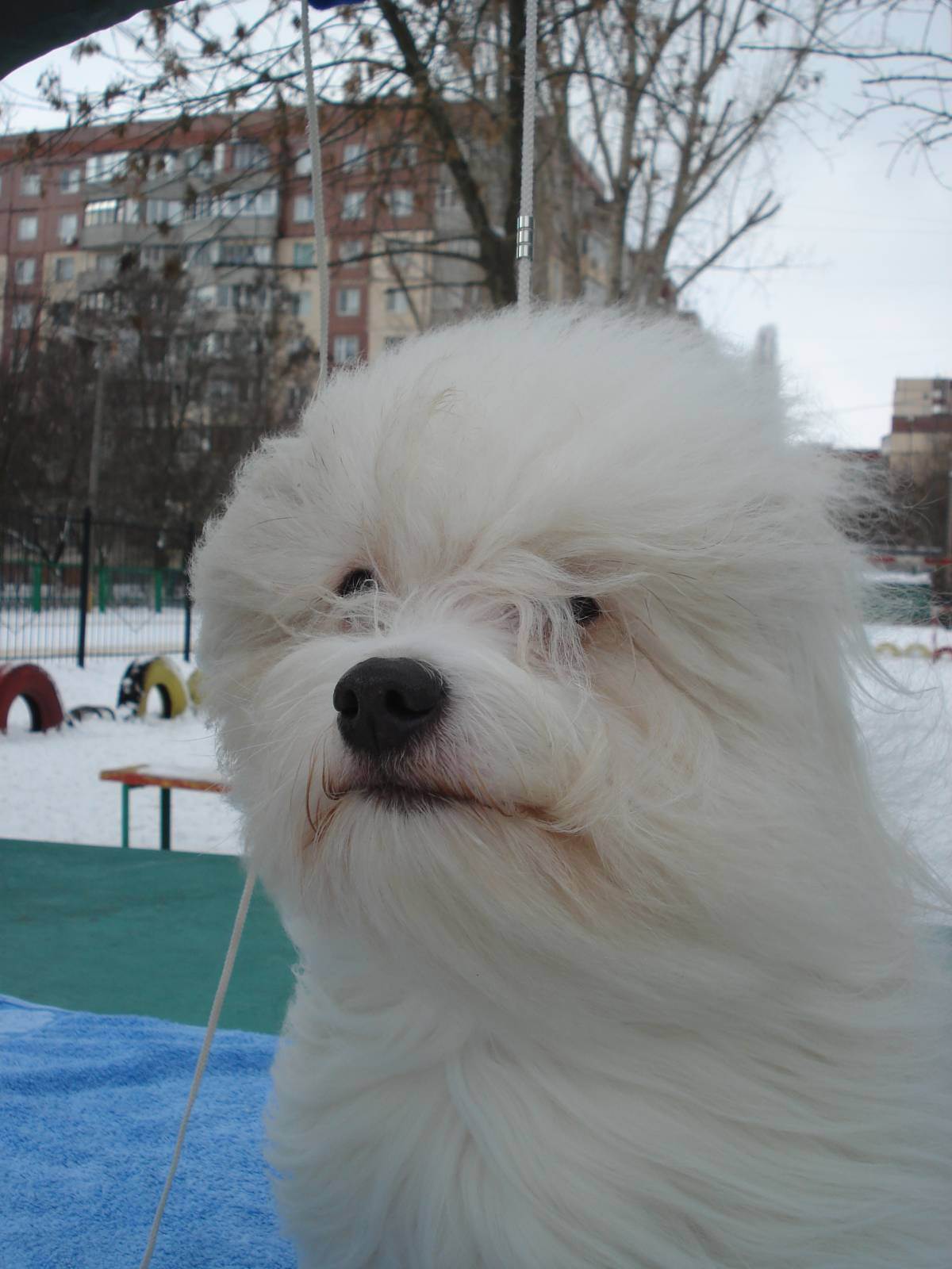 Од ис. Одис порода собак. Одесская собака Одис. Украинская порода собак Одис. Одис порода собак фото.