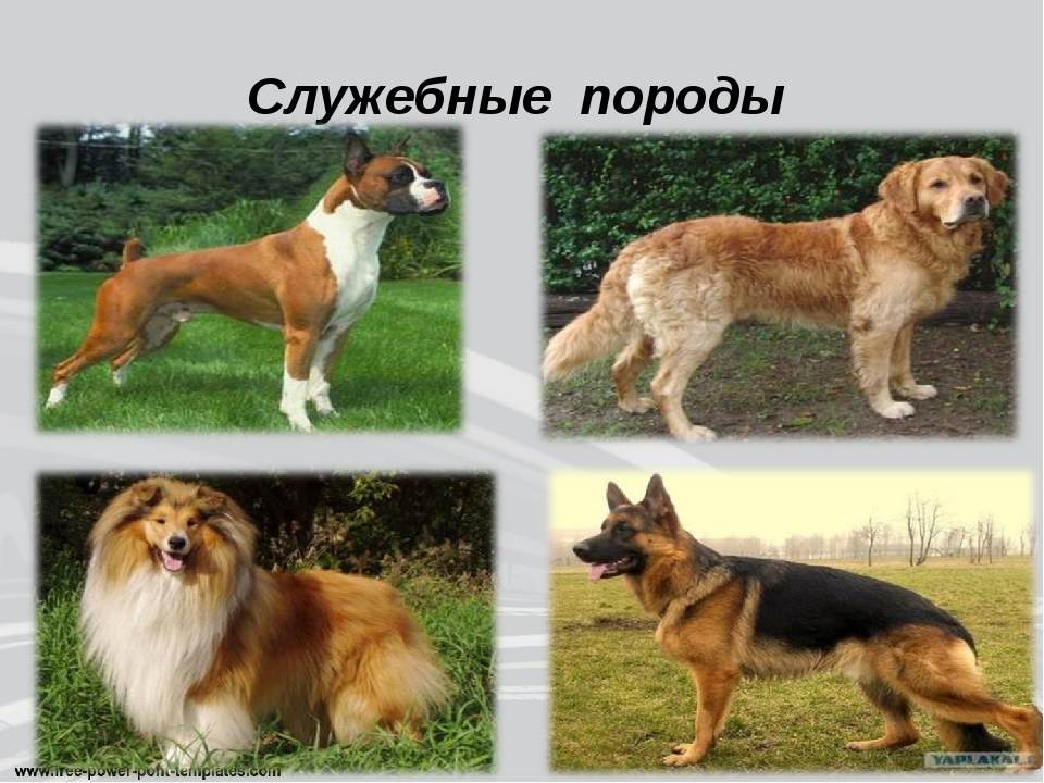 Лучшие служебные породы собак с фотографиями и названиями