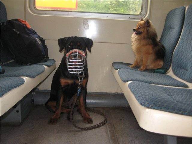 Как без стресса перевезти собаку в поезде