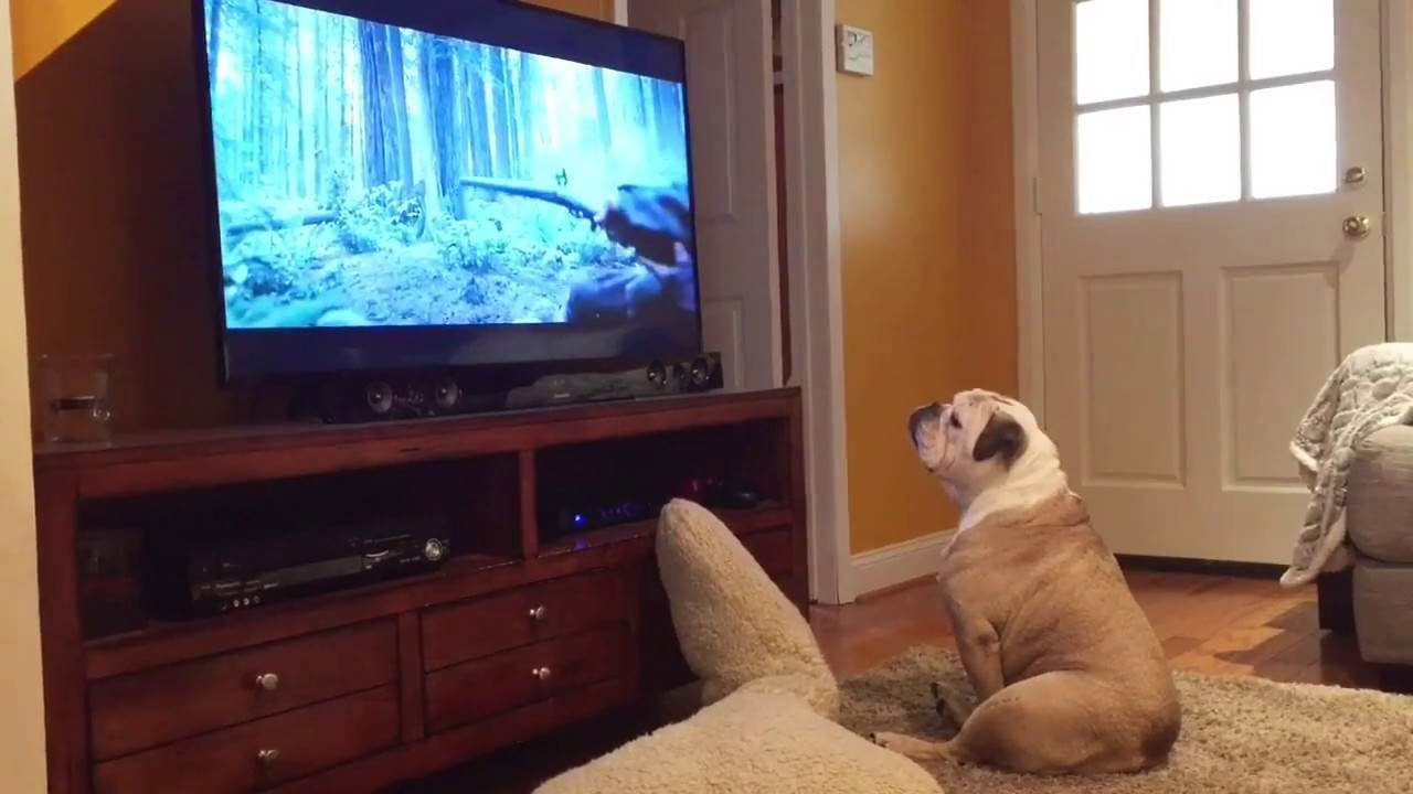 ᐉ почему кошка смотрит телевизор? - ➡ motildazoo.ru
