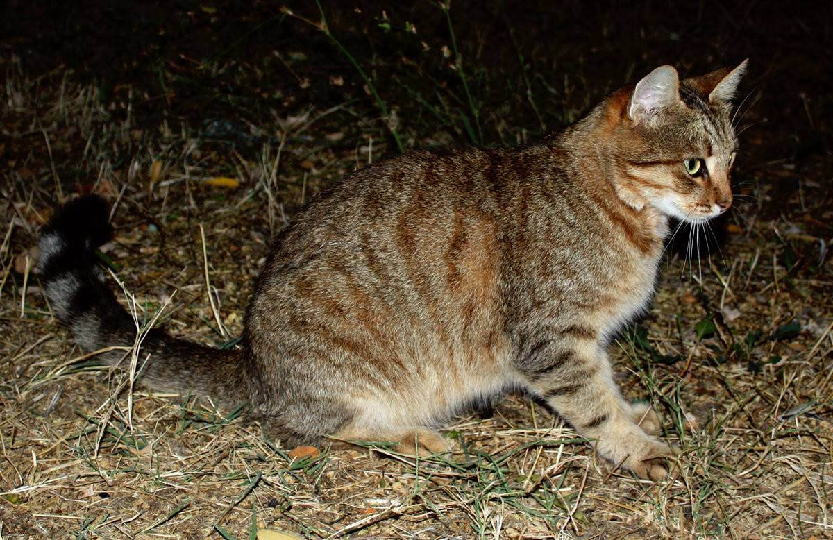 Коты крысоловы: породы, фото и описание