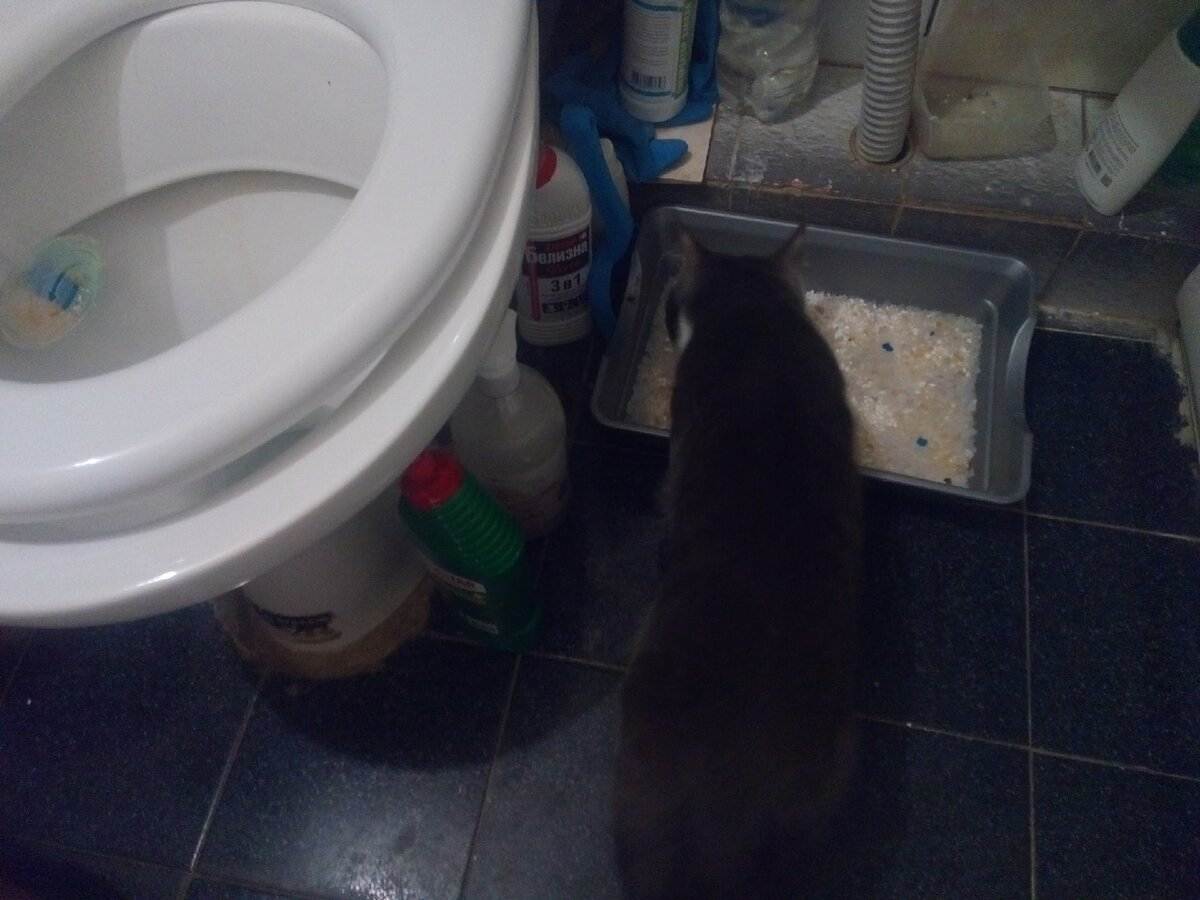 Как понять что котенок хочет в туалет. особенности приучения котёнка к туалету