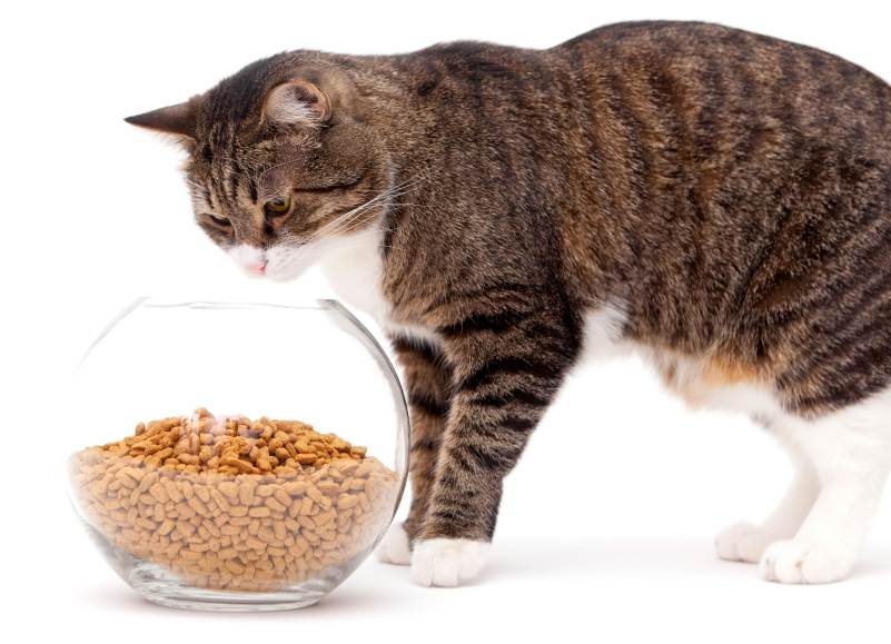 Можно ли сочетать промышленный корм для кошек с «домашней» пищей?