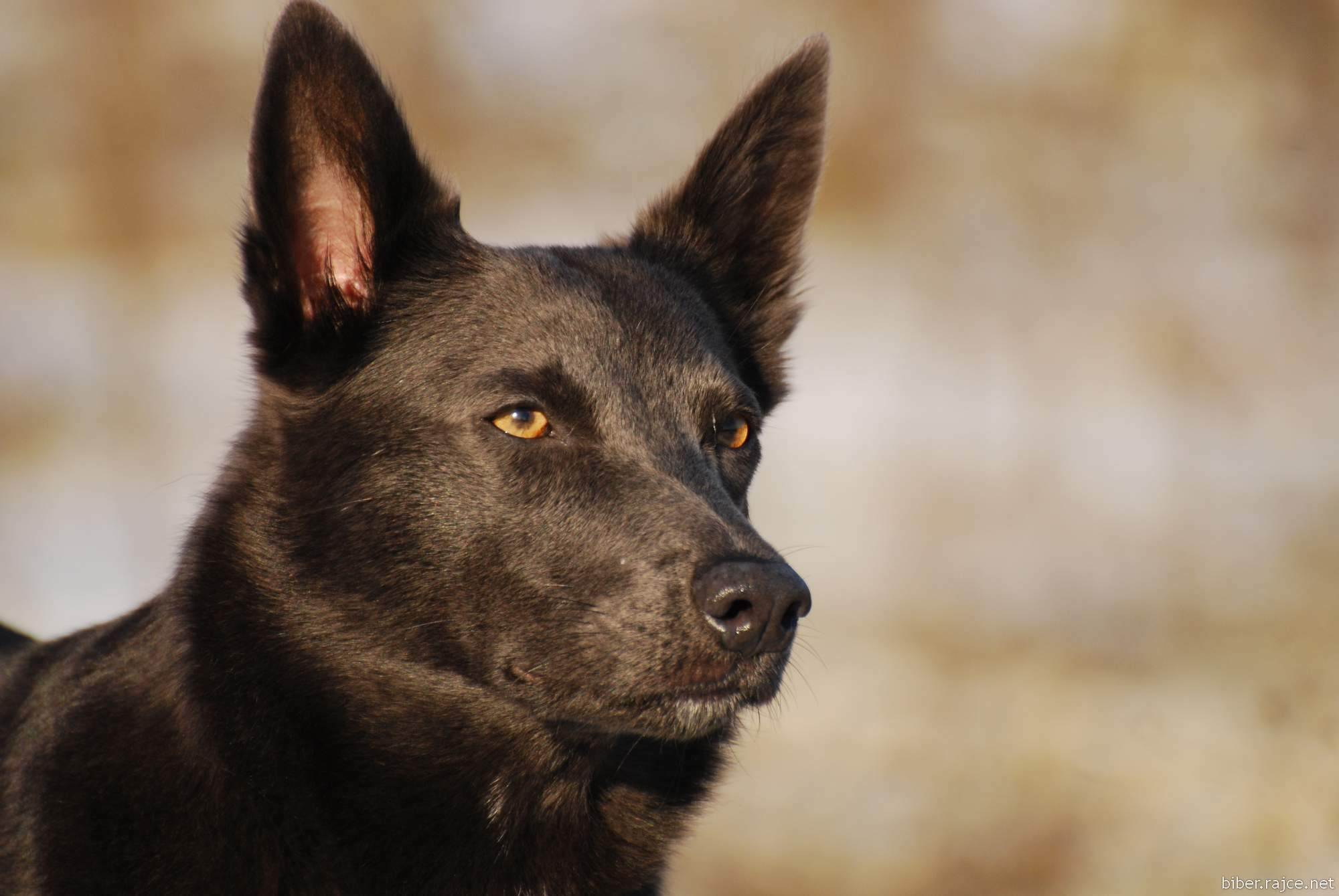 Австралийский келпи- порода пастушьих собак