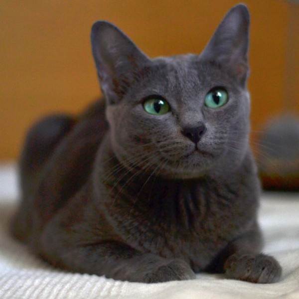 Корат порода кошек: описание, уход, покупка котенка корат