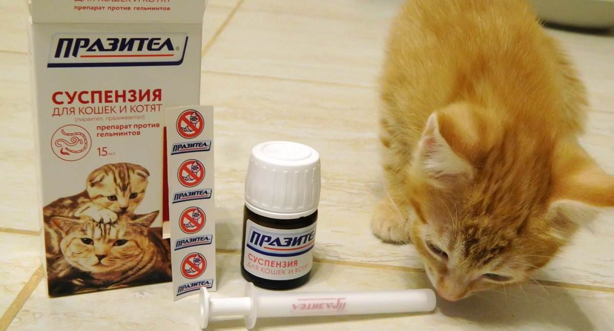 5 методов, как накормить кота таблеткой от глистов