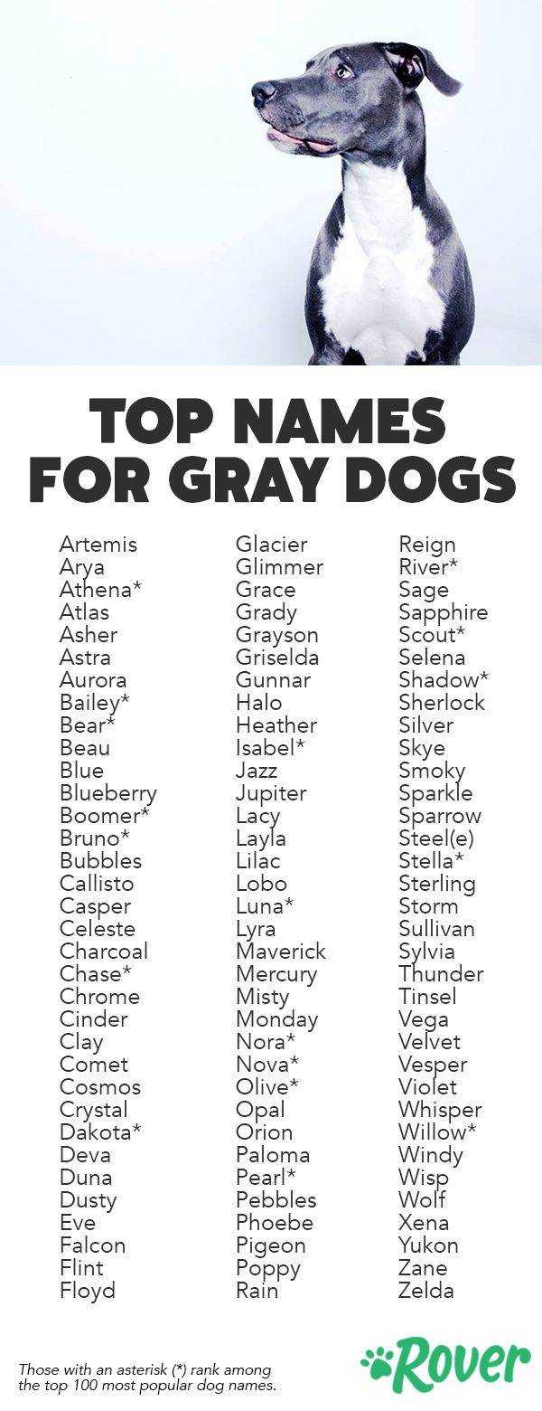 Красивые имена для собак мальчиков. советы по выбору и примеры кличек
