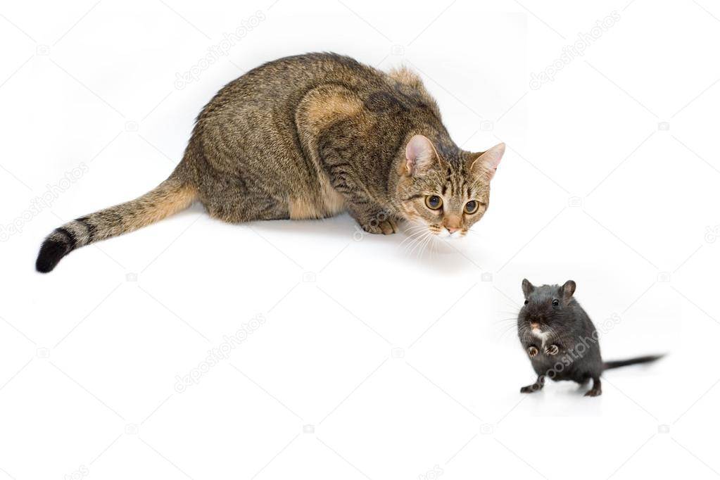 Породы кошек крысолов