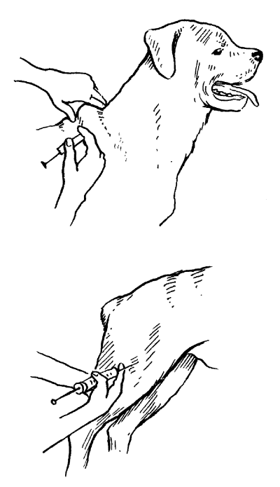 Инструкция как сделать укол подкожно собаке | ваши питомцы