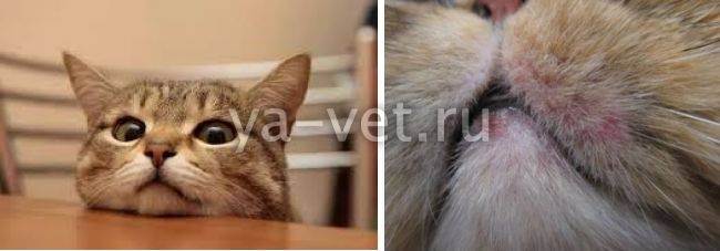 Герпес у кошек, симптомы и лечение: чем лечить герпесвирусную инфекцию у котят и взрослых животных?